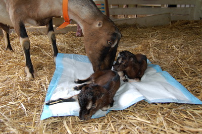 Goat giving birth