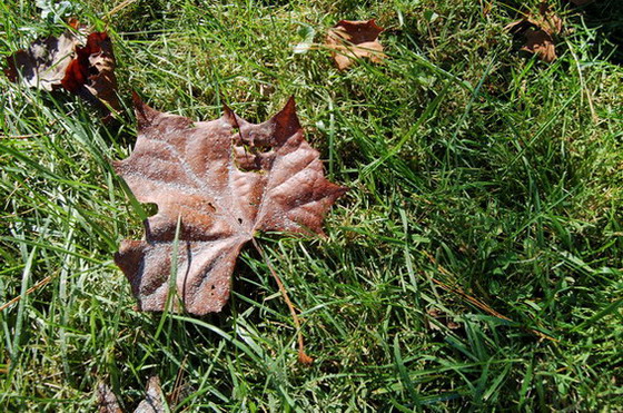 Goldie's ashes dusting a Fall leaf
