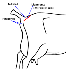 location of ligaments