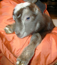 Goatbabies of 2003
