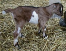 Goatbabies of 2001 