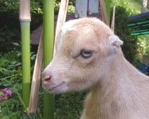 Goatbabies of 2004