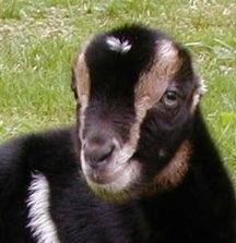 Goatbabies of 2002