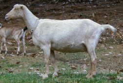 Goat - Doe - Goldie