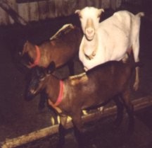 Goats - Goldie and Niblets