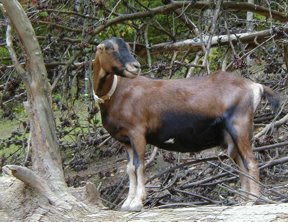 Goat - Doe - Trouble