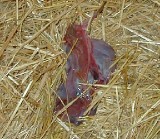 afterbirth1.JPG