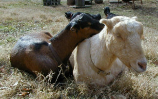 Goldie resting with her daughter Sadie 