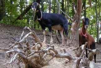 Goats - Smilie and Sabrina